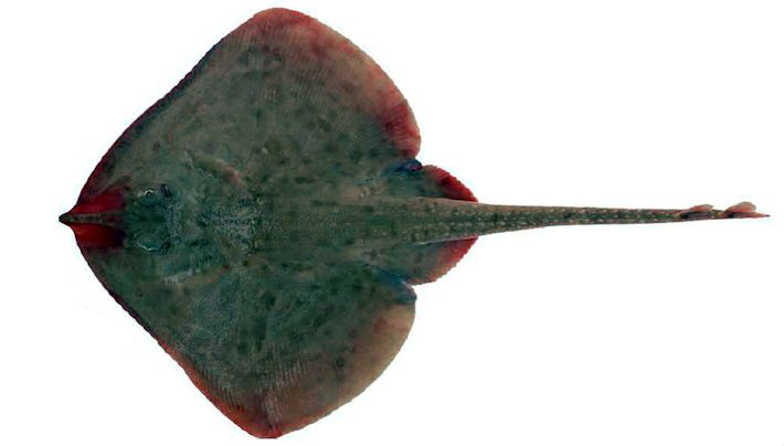 Leucoraja circularis_012.jpg